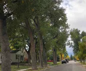 Mid-Century Charmer on a Tree Lined Street