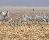See Sandhill Cranes from our cabin on the Platte