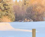 Moose Cabin