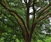 Fairhope Farm Stay