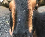 Come and get your goat on!