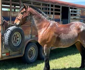 Branded 5 Bunkhouse Farm & Kennel, no cleaning fee