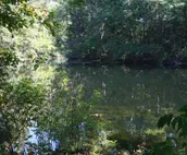 Swans Nest