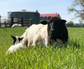 Doyle Family Farm