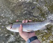 Casino Pines - on the bank of the Salmon River!