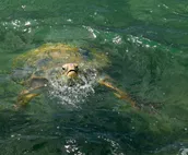 Kahana Reef 406