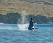 Kahana Reef 406