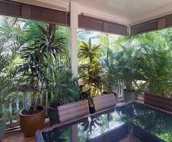 Coconut Plantation 1200-4