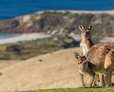 Australia SA Middle River vacation rental compare prices direct by owner 6572316