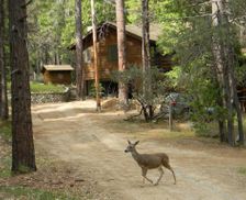 United States California Wawona vacation rental compare prices direct by owner 11539324