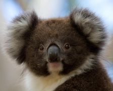 Australia Victoria Cape Otway vacation rental compare prices direct by owner 13435499