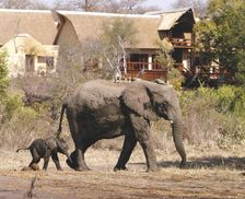 South Africa Mpumalanga Sabi Sand Game Reserve vacation rental compare prices direct by owner 19294256