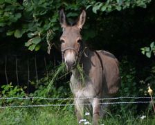 France Occitanie Saint-Pierre-De-Trivisy vacation rental compare prices direct by owner 4486345