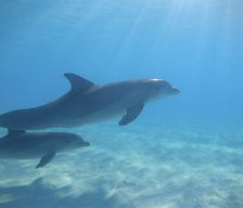 United States Florida Vero Beach vacation rental compare prices direct by owner 32602337