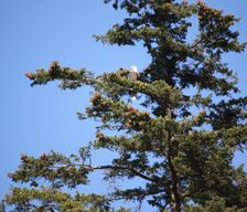 Canada British Columbia Gibsons vacation rental compare prices direct by owner 2474175