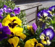 Italy vi vicenza vacation rental compare prices direct by owner 5867564