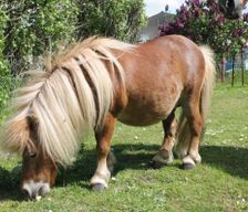 Germany Mecklenburg-West Pomerania Gutow vacation rental compare prices direct by owner 4262253