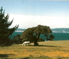 United States California Carmel vacation rental compare prices direct by owner 297720