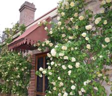 Australia SA Gillentown vacation rental compare prices direct by owner 5384267