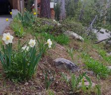 United States California Alpine Meadows vacation rental compare prices direct by owner 134400