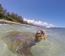United States Hawaii Hauula vacation rental compare prices direct by owner 18801