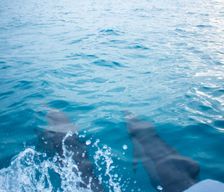 Maldives North Central Province Guraidhoo vacation rental compare prices direct by owner 6678179