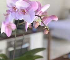Australia VIC Castlemaine vacation rental compare prices direct by owner 6638885