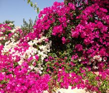 Tunisia  hammamet vacation rental compare prices direct by owner 4918274