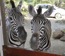 South Africa Mpumalanga Marloth Park vacation rental compare prices direct by owner 4377963