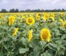France Pays De La Loire Chigné vacation rental compare prices direct by owner 4492465