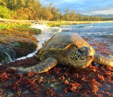 United States Hawaii Mokuleia vacation rental compare prices direct by owner 15844