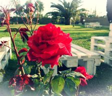 Italy Lazio Ladispoli vacation rental compare prices direct by owner 5105638