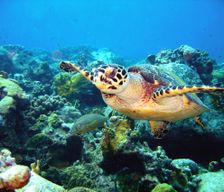 Guadeloupe  Poirier - Pigeon Bouillante vacation rental compare prices direct by owner 2913137