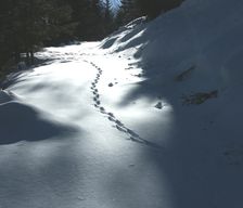 Italy Piedmont crodo vacation rental compare prices direct by owner 10255790