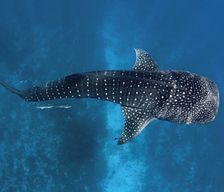 Maldives North Central Province North Central Province vacation rental compare prices direct by owner 6564813