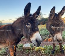 Australia WA West Toodyay vacation rental compare prices direct by owner 11176675