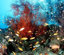 Maldives North Central Province Rasdhoo vacation rental compare prices direct by owner 13584496