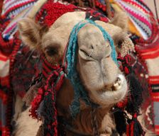 Jordan Ma'an Governorate Petra District vacation rental compare prices direct by owner 4688096