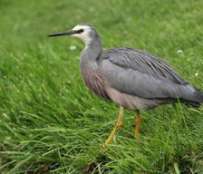 New Zealand Northland Opononi vacation rental compare prices direct by owner 33788689