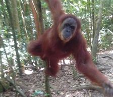 Indonesia North Sumatra Bohorok vacation rental compare prices direct by owner 7297322