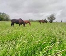 France Île-de-France Courpalay vacation rental compare prices direct by owner 4555520