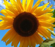 Spain Comunidad Valenciana Los Montesinos vacation rental compare prices direct by owner 4864508