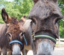 Germany Schleswig-Holstein Tating vacation rental compare prices direct by owner 8695922