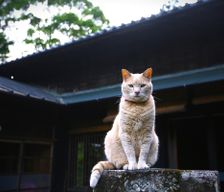 Japan Shizuoka Tenryu vacation rental compare prices direct by owner 8455049