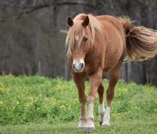 United States Alabama Vinemont vacation rental compare prices direct by owner 33572615