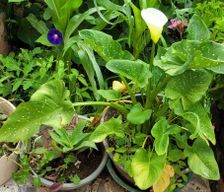 Eritrea Maekel Asmara vacation rental compare prices direct by owner 34001632