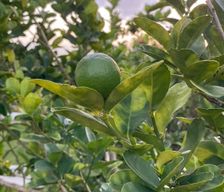 Martinique Fort-de-France Schœlcher vacation rental compare prices direct by owner 15388041