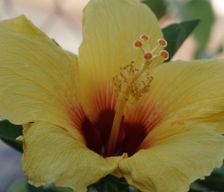 United States Hawaii Aiea vacation rental compare prices direct by owner 2751875
