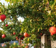 Jordan Ma'an Governorate Wādī Mūsá vacation rental compare prices direct by owner 30053984