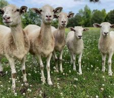 United States Alabama Montevallo vacation rental compare prices direct by owner 36168386